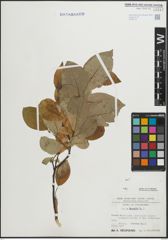 Foto von Salix hastata L.